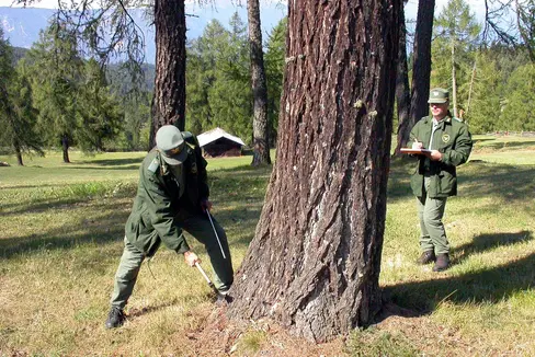 Forstwirtschaftslandesrat Luis Walcher: Südtirol hat mit seinem Forstgesetz und seiner nachhaltigen Waldbewirtschaftung im Bergwald und Schutzwald alle Voraussetzungen, als risikofreies Gebiet eingestuft zu werden, und durch die Holzauszeige sind bei uns schon heute alle Holznutzungen bis auf den Waldstandort hin rückverfolgbar. In Südtirol wird die gesamte zu nutzende Holzmenge vor der Schlägerung vom Forstpersonal ausgezeigt (im Bild), wobei die zu fällenden Bäume sorgfältig ausgewählt werden. (Foto: LPA/Landesabteilung Forstdienst)