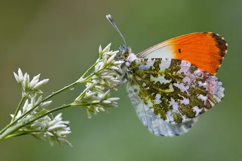 Die Sonderausstellungen in den Naturparkhäusern sind ein beliebtes Schlechtwetterprogramm. Im Naturparkhaus Rieserferner Ahrn kann beispielsweise die Ausstellung Bye, bye Butterfly des Naturmuseums Bozen besichtigt werden. (Foto: Sepp Hackhofer)