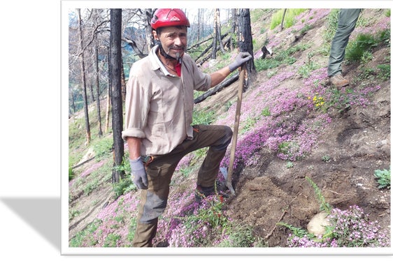 Un lavoratore forestale della Stazione forestale di Prato impegnato in lavori di rimboschimento su un terreno ripido. (Foto: USP/Ispettorato forestale di Silandro)