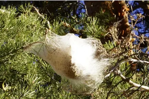 Un bozzolo tipico delle infestazioni da processionaria. (Foto: ASP/Walter Wiedenhofer)