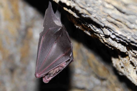 Während der kalten Jahreszeit halten sich die Fledermäuse in unterirdischen Verstecken wie Bunkern und Knappenlöchern auf, wo sie ihren Winterschlaf halten. Die Große Hufeisennase (im Bild), eine der am stärksten gefährdeten Fledermausarten Südtirols, hüllt sich dabei fast vollständig in ihre Flughäute ein. (Foto: Eva Ladurner)