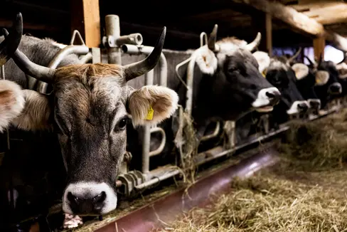Eines der Projekte, die mithilfe der EU-Partnerschaft Agroecology umgesetzt wird, ist TEDY, das die Stärkung der Nachhaltigkeit und der Resilienz in der Milchwirtschaft zum Ziel hat. (Foto: LPA/Manuela Tessaro)