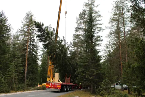Die 28 Meter hohe Fichte wurde heute gefällt und aufgeladen, in der Nacht wird der Baum nach Wien transportiert. (Foto: LPA/Forstbetrieb der Agentur Landesdomäne)