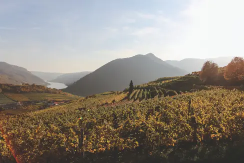 Wein und Kulinarik sind Themen, die Südtirol und Niederösterreich (im Bild die Wachau) miteinander verbinden. Kooperationen sind aber auch im Bereich Innovation und Digitalisierung geplant. (Foto: Niederösterreich Werbung/ schwarz-koenig.at)