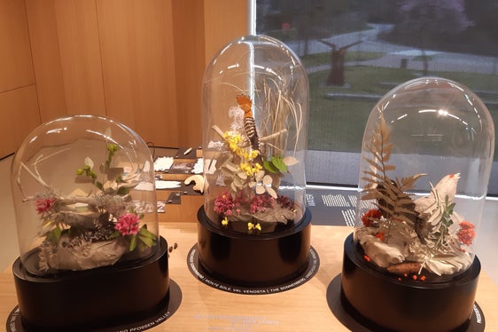 Neue Dauerausstellung: Wie in einer Wunderkammer präsentieren sich Tiere und Pflanzen, die in den unterschiedlichen Lebensräumen und Höhenstufen des Naturparks vorkommen. (Foto: LPA/Landesamt für Natur)