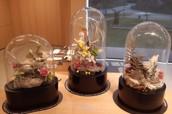 Neue Dauerausstellung: Wie in einer Wunderkammer präsentieren sich Tiere und Pflanzen, die in den unterschiedlichen Lebensräumen und Höhenstufen des Naturparks vorkommen. (Foto: LPA/Landesamt für Natur)