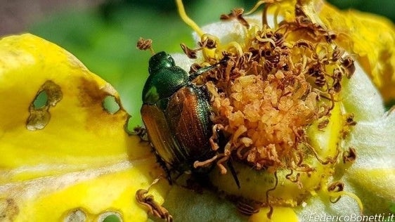 Il coleottero giapponese è presente anche in Europa dal 2014 e quest'anno si registra una forte diffusione in tutto il continente. In Italia sono particolarmente colpite la Lombardia e il Piemonte. (Foto: USP/Ufficio Frutti e Viticoltura e Servizio fitosanitario provinciale)