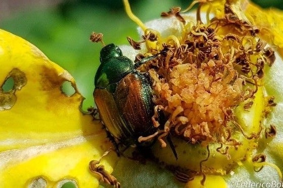 Seit 2014 ist der Japankäfer auch in Europa präsent, heuer ist eine starke Verbreitung in ganz Europa feststellbar, in Italien sind vor allem die Lombardei und das Piemont betroffen. (Foto: LPA/Pflanzenschutzdienst Region Lombardei/Federico Bonetti)