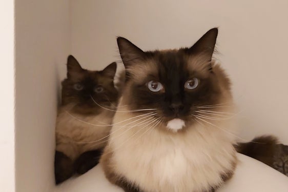 Se il gatto è sano, il padrone è felice. Se il gatto di casa non sta bene, deve essere portato dal veterinario: qualsiasi terapia prescritta deve essere somministrata esattamente come previsto per raggiungere l'obiettivo ed evitare resistenze. (Foto: ASP/Ulrike Huber)