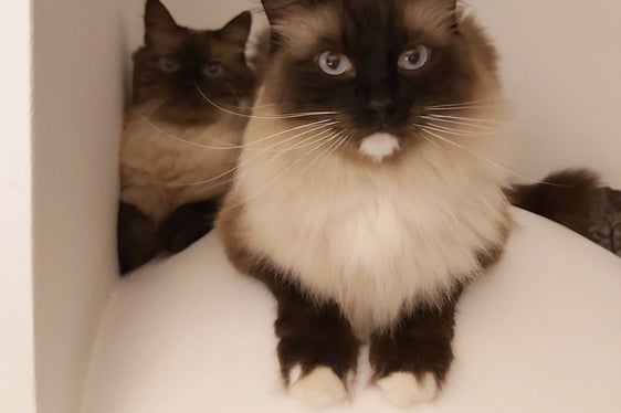 Ist die Katze gesund, freut sich der Mensch. Geht es dem Stubentiger einmal nicht gut, sollte er zum Tierarzt gebracht werden - jegliche verschriebene Therapie sollte genau nach Plan verabreicht werden, um das Ziel zu erreichen und Resistenzen zu vermeiden. (Foto: LPA/Ulrike Huber)