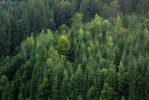 L’Ufficio provinciale Gestione fauna selvatica della Ripartizione Servizio forestale è stato informato, nell’ambito di una collaborazione sovraregionale, sugli ultimi spostamenti di tre lupi dotati di trasmettitori, uno dei quali ha attraversato anche l’Alto Adige. I lupi sono animali che percorrono lunghe distanze e, alla ricerca di nuovi territori, spesso coprono oltre 1000 chilometri, arrivando a percorrere più di 70 chilometri in un solo giorno. (Foto simbolica: Freepik/Utilizzabile solo per la pubblicazione di questo comunicato stampa)