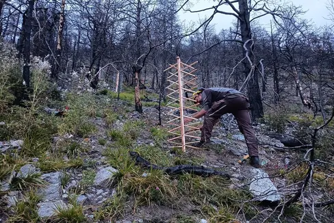 Die saisonalen Forstarbeiter arbeiten in steilem, unwegsamen Gelände, um die Schutzfunktion in den Waldbrandflächen von Latsch und Prad so schnell wie möglich wieder herstellen zu können. (Foto: LPA/Forstinspektorat Schlanders)