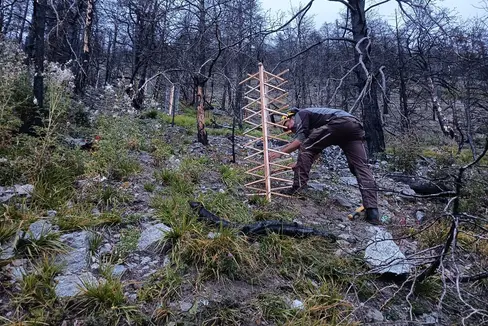Gli operai del Servizio forestale lavorano su terreni scoscesi e impervi per ripristinare il più rapidamente possibile la funzione di protezione nelle aree interessate dagli incendi boschivi di Laces e Prato allo Stelvio (Foto: USP/Ispettorato forestale di Silandro)
