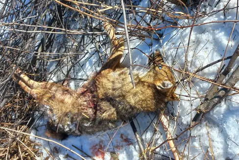 Lo sciacallo dorato trovato a Castelrotto è stato avvelenato: noti i risultati dell'Istituto zooprofilattico sperimentale delle Venezie. L'esemplare presente nella foto era stato rinvenuto privo di vita a Caminata in Val di Vizze. (Foto: Ripartizione Servizio forestale)