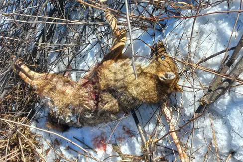 Lo sciacallo dorato trovato a Castelrotto è stato avvelenato: noti i risultati dell'Istituto zooprofilattico sperimentale delle Venezie. L'esemplare presente nella foto era stato rinvenuto privo di vita a Caminata in Val di Vizze. (Foto: Ripartizione Servizio forestale)