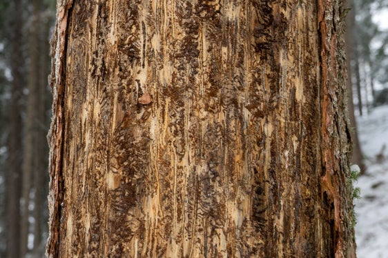 Die Borkenkäfer sind derzeit in Winterruhe, aber die Wälder zeigen ihre Spuren. In den Kampf gegen diesen Schädling werden derzeit viele Mittel investiert, es gibt verschiedene Förderungen für die Bringung befallener Bäume. (Foto: Universität Bozen - Lucas Leander Geiger)