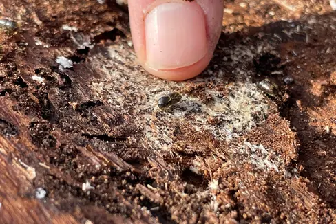 Il bostrico è responsabile della morte di molti alberi. (Foto: ASP/Gnews)