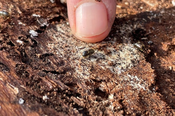Il bostrico è responsabile della morte di molti alberi. (Foto: ASP/Gnews)