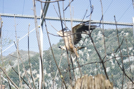 Das Jungtier hat fünf Monate in einer großen Voliere des Vogelschutzzentrums verbracht: Jetzt ist der Gänsegeier wieder in Freiheit - im Naturpark leben 200 Gänsegeier im Winter, über 300 im Sommer. (Foto: LPA/Alberto Palmarin)