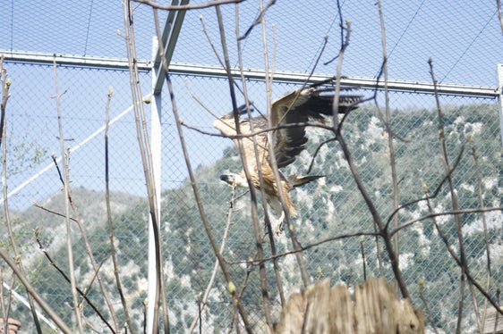 Nel lungo periodo trascorso in Friuli, l’uccello è rimasto in una grande voliera ed è stato nutrito con professionalità dai volontari della cooperativa che gestisce e cura gli animali, affiancati dal medico veterinario responsabile sanitario del centro. (Foto: ASP/Alberto Palmarin)