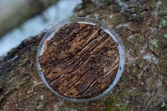 Die Borkenkäfer bohren Tunnelsysteme unter der Rinde und unterbinden damit den natürlichen Saftfluss im Baum; dieser stirbt ab. (Foto: Lucas Leander Geiger)