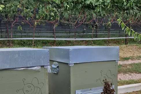 Die Bienenstöcke am Carpi-Hof in Branzoll waren schon vor dem Bau der Umfahrung in Branzoll da. Diesen Sommer haben die Bienen beim Nektarsammeln quasi einen Spezialauftrag: Sie erfassen wichtige Daten zur Luftqualität. (Foto: LPA/Angelika Schrott)