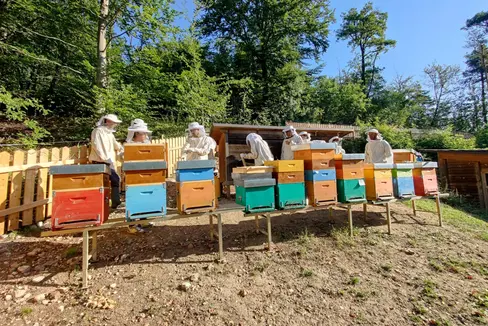 Eintauchen in die faszinierende Welt der Bienen: Aufgrund des großen Andrangs gibt es heuer bereits im Frühling parallel zum Grundkurs einen Schnupperkurs. (Foto: Fachschule Laimburg/Klaus Blasbichler)