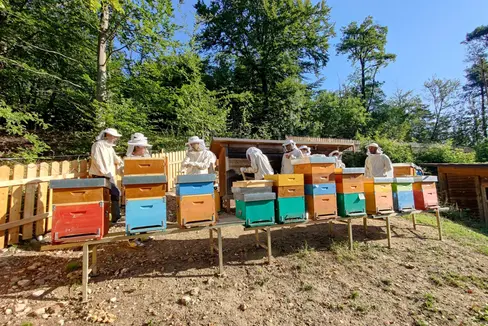 Eintauchen in die faszinierende Welt der Bienen: Aufgrund des großen Andrangs gibt es heuer bereits im Frühling parallel zum Grundkurs einen Schnupperkurs. (Foto: Fachschule Laimburg/Klaus Blasbichler)