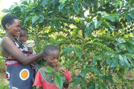 La Provincia ha inoltre sostenuto il progetto del Kolping Alto Adige, che migliora le condizioni di coltivazione del caffè, aiutando così i piccoli agricoltori (Foto: ASP/Ufficio Relazioni estere e volontariato)