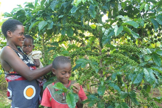 La Provincia ha inoltre sostenuto il progetto del Kolping Alto Adige, che migliora le condizioni di coltivazione del caffè, aiutando così i piccoli agricoltori (Foto: ASP/Ufficio Relazioni estere e volontariato)