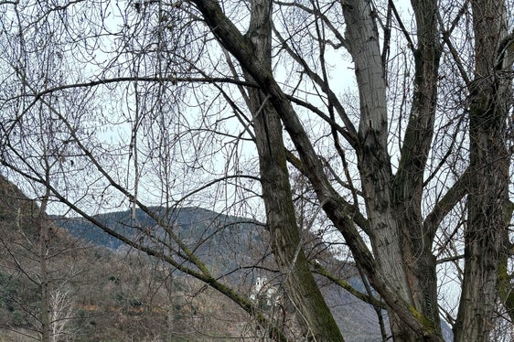 Das Landesamt für Wildbach- und Lawinenverbauung Süd führt Uferpflegearbeiten am Eisack unterhalb der gelben Brücke beim Zusammenfluss mit der Talfer aus. (Foto: LPA/Maja Clara)