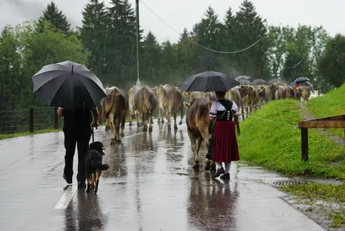 Blauzungenkrankheit im Vormarsch: Auch bei widrigen Wetterverhältnissen empfiehlt der Landesveterinärdienst, Wiederkäuer, die auf Weiden jenseits der Landesgrenzen sind, dringend abzutreiben und dann eine Woche lang von der restlichen Herde getrennt zu halten. (Foto: Pixabay - Das Foto darf nur im Zusammenhang mit dieser Aussendung verwendet werden.)