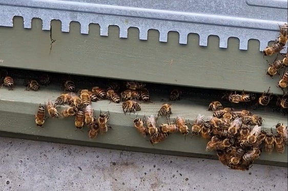 Bienen sammeln in einem Umkreis von bis zu drei Kilometern Pollen und Nektar, so auch nahe der Baustelle in Branzoll. Wenn sie zum Bienenstock zurückkommen, haben sie dabei auch verschiedene Stoffe aufgenommen, die dann im Honig nachgewiesen werden können. (Foto: LPA/Angelika Schrott)