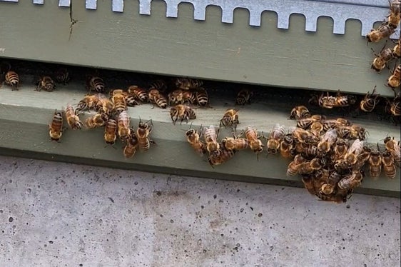 Le api raccolgono polline e nettare in un raggio di tre chilometri, anche nei pressi del cantiere di Bronzolo. Quando tornano all'alveare, hanno anche ingerito varie sostanze che possono essere rilevate nel miele. (Foto: USP/Angelika Schrott)