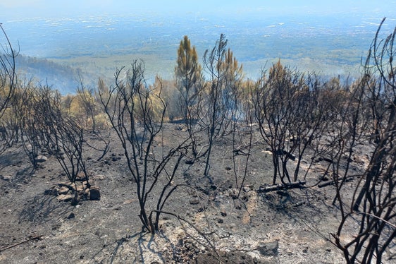 550 Hektar Fläche zerstörte der Großbrand an den Hängen des Vesuvs. An den Arbeiten zur Brandbekämpfung war auch eine Hilfskolonne aus Südtirol beteiligt. (Foto: LPA/Berufsfeuerwehr Bozen)