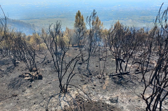 550 Hektar Fläche zerstörte der Großbrand an den Hängen des Vesuvs. An den Arbeiten zur Brandbekämpfung war auch eine Hilfskolonne aus Südtirol beteiligt. (Foto: LPA/Berufsfeuerwehr Bozen)
