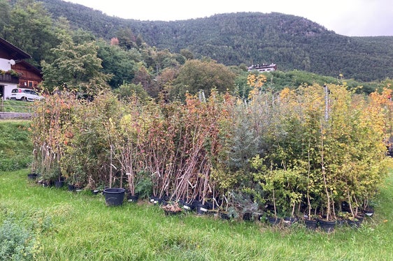Circa 7500 alberi e arbusti di specie autoctone saranno piantati nei prossimi giorni sulla circonvallazione di Varna. Le piante provengono dai giardini forestali provinciali. (Foto: USP/Florian Knollseisen).
