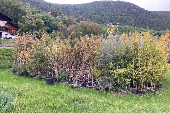 Rund 7500 Bäume und Sträucher heimischer Arten werden an der Umfahrung Vahrn in diesen Tagen eingepflanzt. Die Pflanzen stammen aus den Landesforstgärten. (Foto: LPA/Florian Knollseisen).
