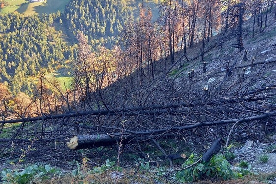 Alcuni alberi bruciati sono stati abbattuti trasversalmente; in questo modo offrono protezione sia dalla caduta di massi che dal brucamento della selvaggina. (Foto: USP/Ispettorato forestale di Silandro)