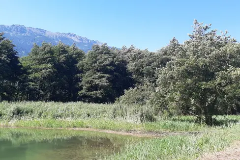 Der Startschuss für die zweite Ausschreibung zur Förderung der Biodiversitätsforschung Biodiversa+ ist gefallen. Forschungseinrichtungen können bis zum 9. November eine Vorbewerbung einreichen. Im Bild das Biotop Englisch Moos (Foto: LPA)