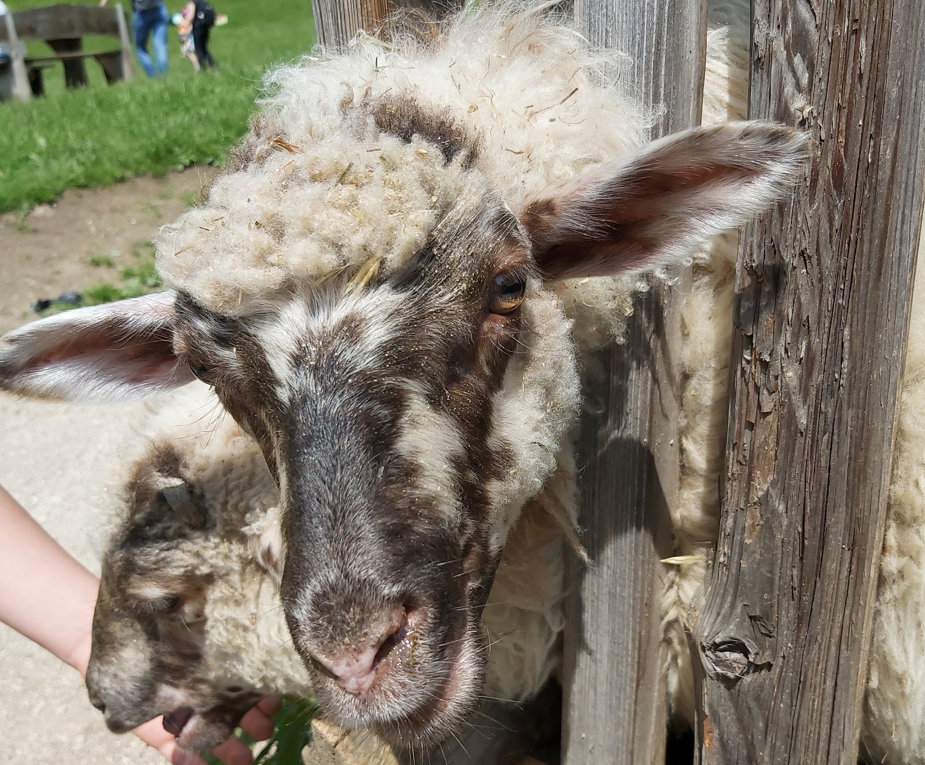 In futuro, tutti gli allevatori saranno tenuti a frequentare corsi sulla salute e il benessere degli animali. Per l'Alto Adige sono stati realizzati alcuni adeguamenti. (Foto: USP/Ulrike Huber)