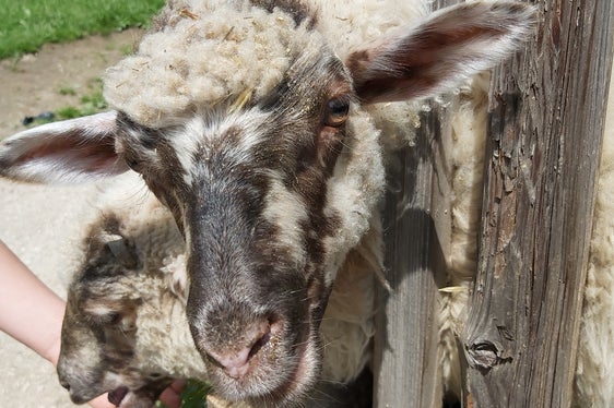 Alle Tierhalter sind künftig dazu angehalten Kurse in Tiergesundheit und Tierwohl zu besuchen. Für Südtirol konnten einige Anpassungen erreicht werden. (Foto: LPA/Ulrike Huber)