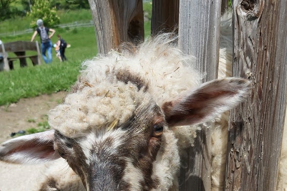 Alle Tierhalter sind künftig dazu angehalten Kurse in Tiergesundheit und Tierwohl zu besuchen. Für Südtirol konnten einige Anpassungen erreicht werden. (Foto: LPA/Ulrike Huber)