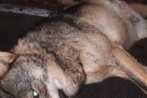 Ein toter junger Wolf wurde am Mittwochfrüh auf der Straße in Mühlbach gefunden. (Foto: LPA/Landesamt für Jagd und Fischerei)