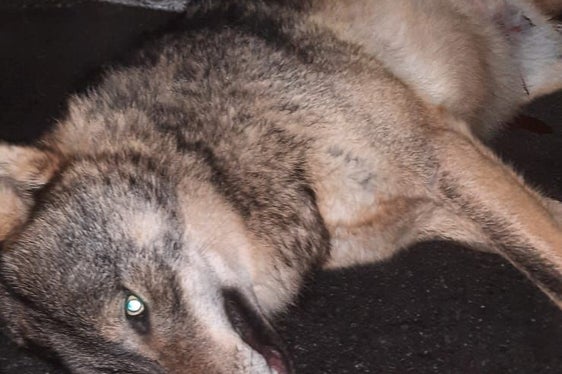 Ein toter junger Wolf wurde am Mittwochfrüh auf der Straße in Mühlbach gefunden. (Foto: LPA/Landesamt für Jagd und Fischerei)