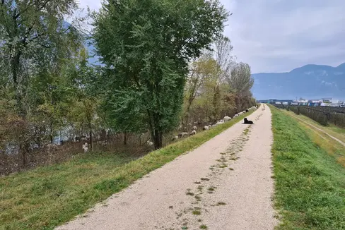 Mäh statt Mähmaschine: Seit zwei Monaten zieht wieder eine Schafherde mit einem Hirten und einer Hirtin grasend an den Böschungen der Etsch entlang. (Foto: LPA/Landesamt für Wildbach- und Lawinenverbauung Süd)