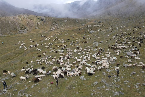 Im September kehren die Schafe vom Ötztal ins Schnalstal zurück: Die jahrhundertealte Tradition der Transhumanz wurde 2019 als transnationales Element des immateriellen Kulturerbes der UNESCO anerkannt. (Foto: LPA/Gnews)