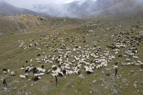 A settembre le pecore tornano dalla valle dell'Ötztal alla Val Senales: la secolare tradizione della transumanza è stata riconosciuta nel 2019 come elemento transnazionale del patrimonio culturale immateriale dell'UNESCO. (Foto: USP/Gnews)