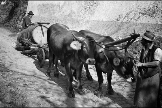 Weinfuhre im Sand, Bozen, aufgenommen am 10. Oktober 1934 von Hugo Atzwanger, dessen Fotobestand vom Südtiroler Landesmuseum für Volkskunde verwaltet wird und im Katalog der Kulturgüter in Südtirol online durchsucht werden kann. (Foto: Hugo Atzwanger/Volkskundemuseum Dietenheim)