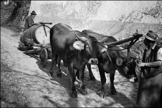 Carico di vino insabbiato, Bolzano, scattata il 10 ottobre 1934 da Hugo Atzwanger, il cui fondo fotografico è gestito dal Museo provinciale degli usi e costumi e può essere consultato online sul Catalogo dei beni culturali in Alto Adige (Foto: Hugo Atzwanger/Museo provinciale degli usi e costumi Teodone)